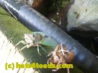 /home//u458753944/public_html/sourcegallery///////////Insects and small critters/aphids cicadas lanternflies and true bugs (Hemiptera)/P1130992.JPG